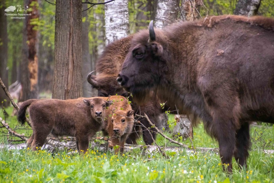 Приокско-Террасный заповедник