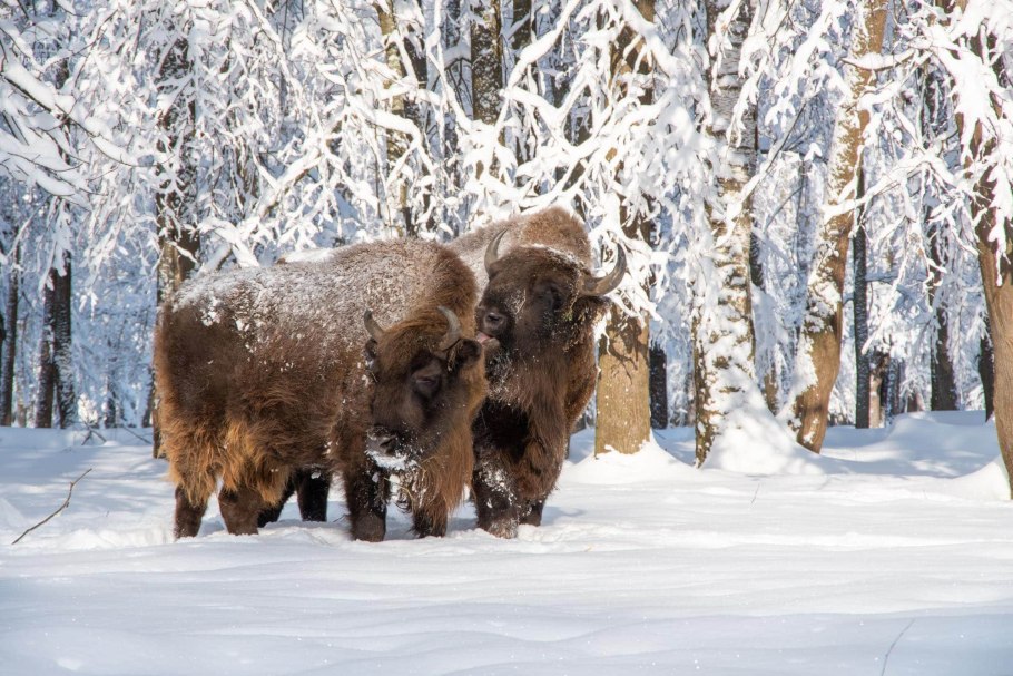 Приокско-Террасный заповедник территория