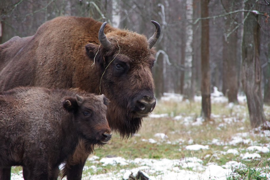 Неоттианта клобучковая