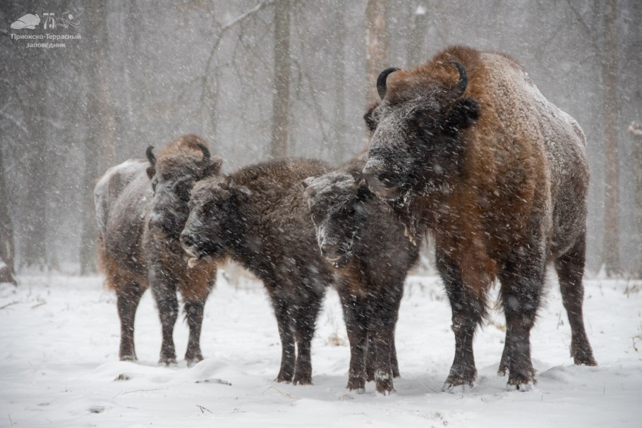 Окский заповедник Серпухов зубры