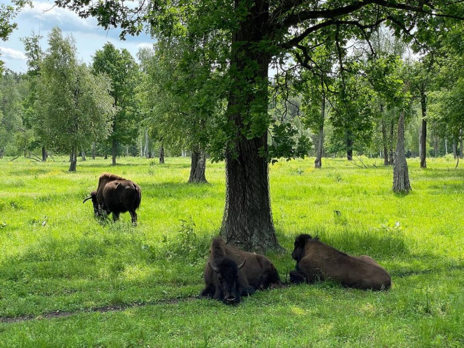 Приокско-Террасный заповедник белый Аист