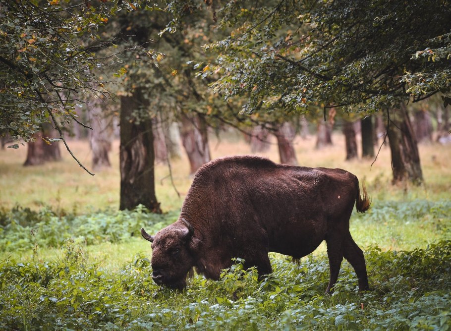 Парк зубров Серпухов