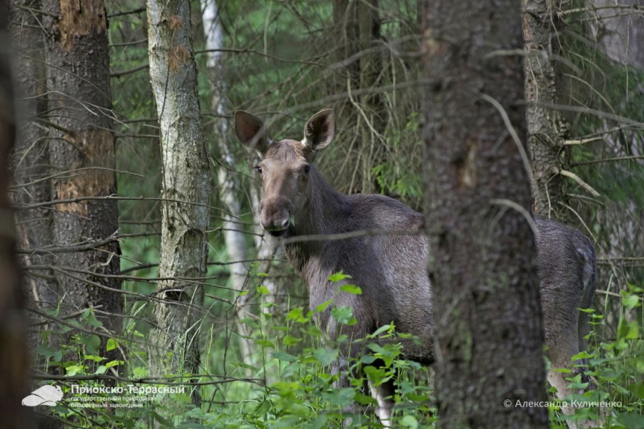 Знаменитый зверь Приокско-террасного заповедника