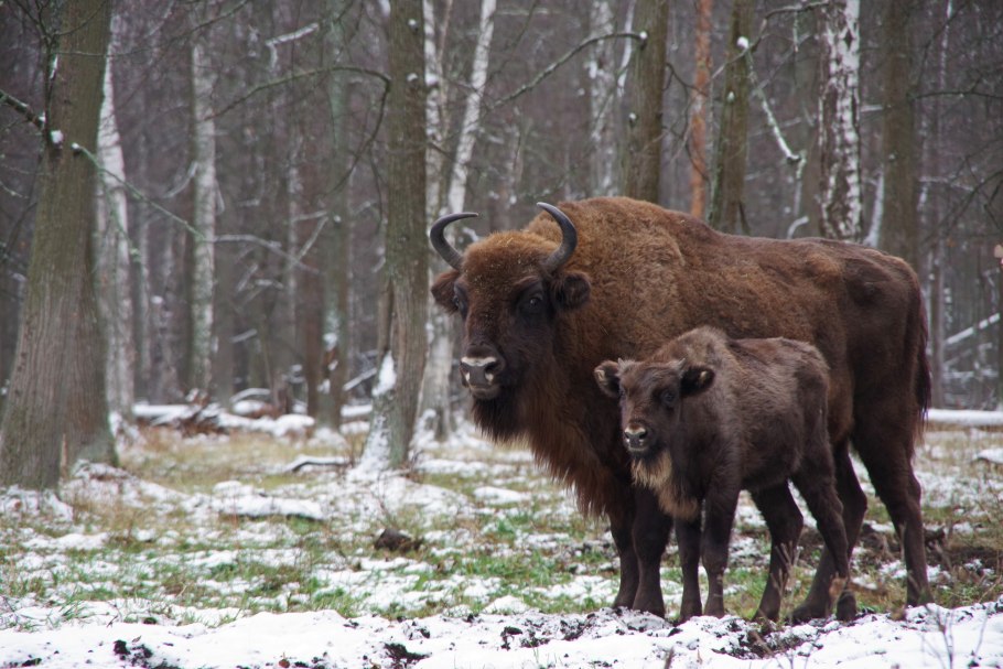 Озера Приокско-террасного заповедника