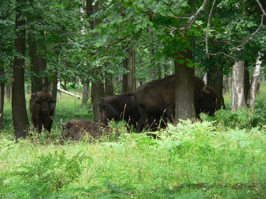 Приокско-Террасный заповедник Серпухов