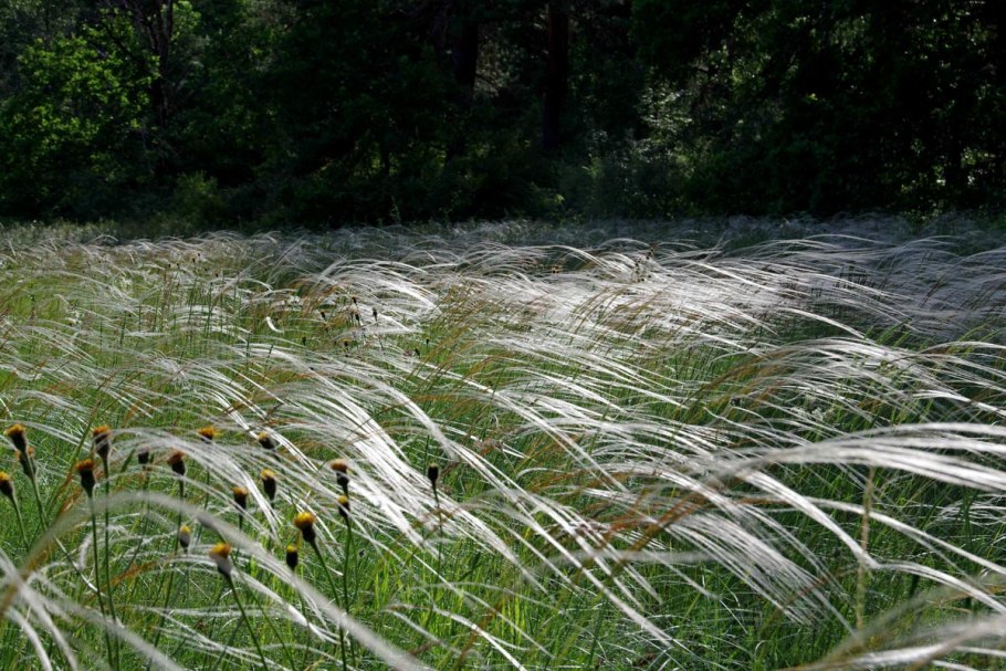 Приокско-Террасный заповедник растения