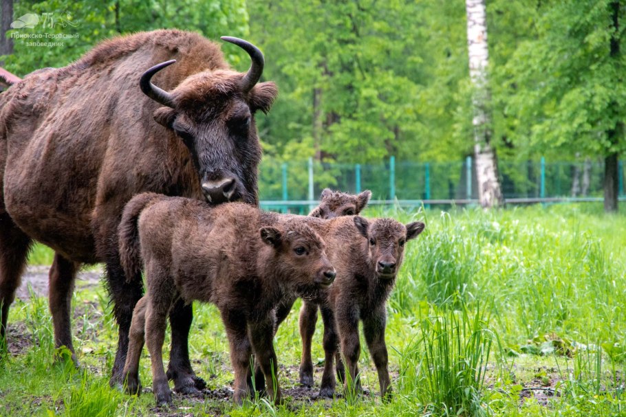 Приокско-Террасный заповедник