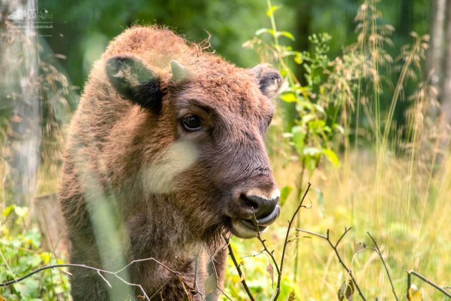 Окско Приокский заповедник