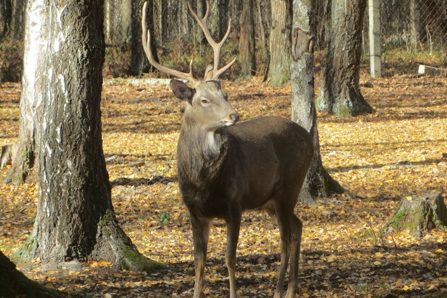 Приокско-Террасный заповедник климат