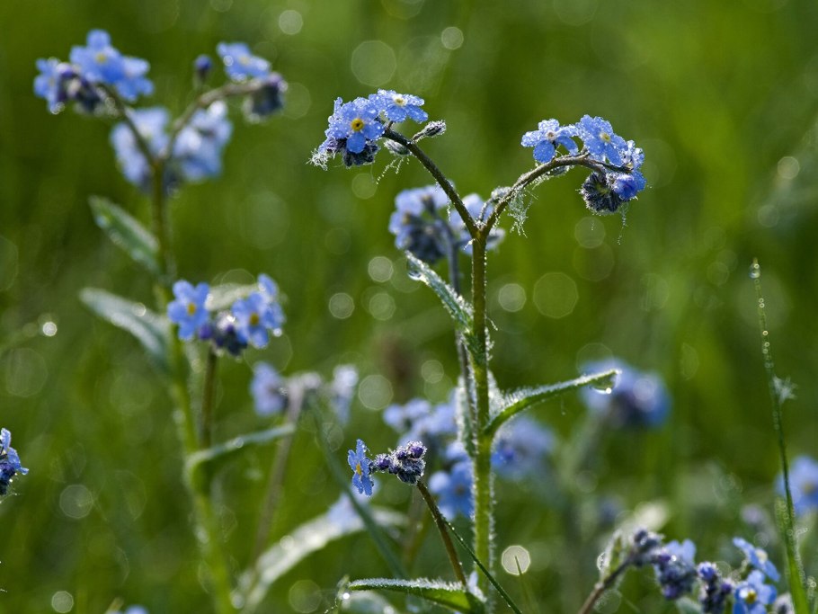 Приокско-Террасный заповедник растения
