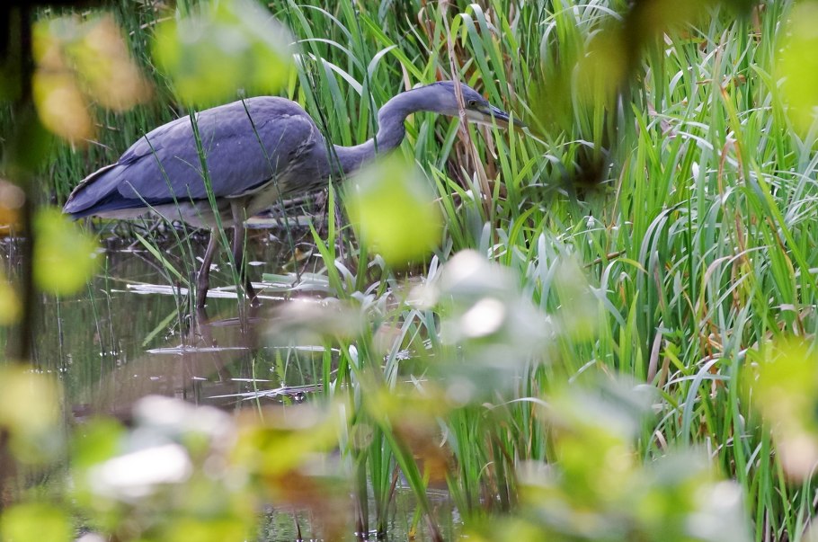 Приокско-Террасный заповедник растения