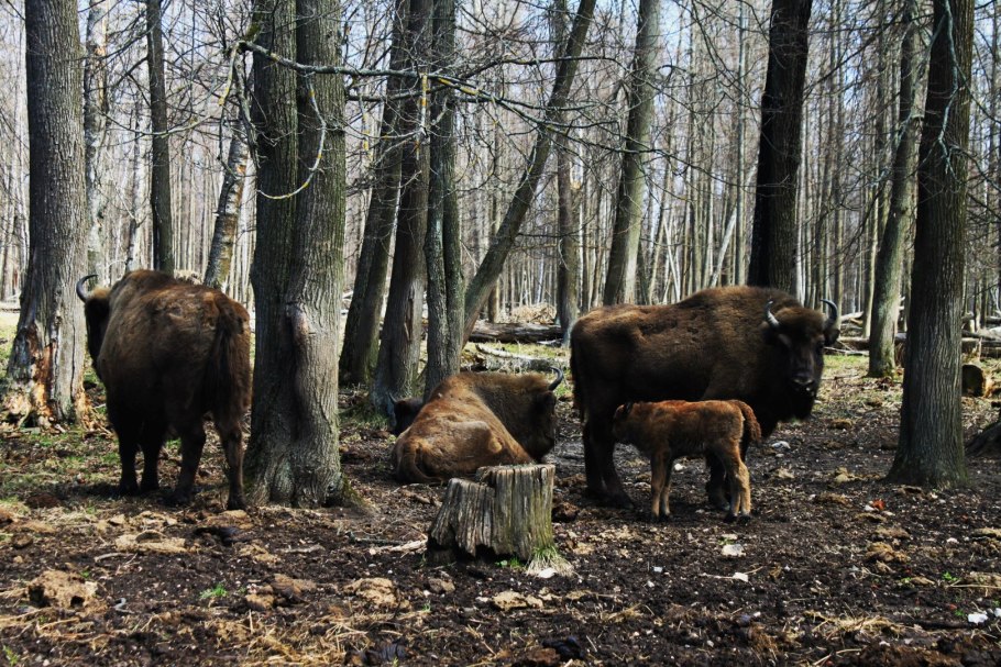 Аскания-Нова заповедник животные ЗУБР