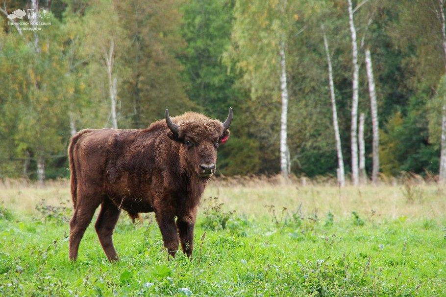 Приокско-Террасный заповедник территория
