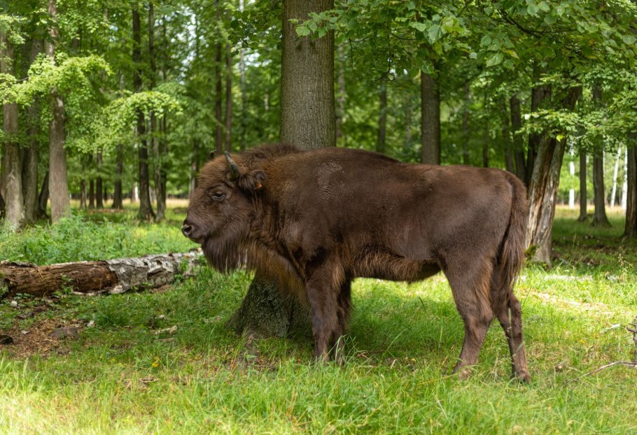 Приокско-Террасный заповедник Серпухов