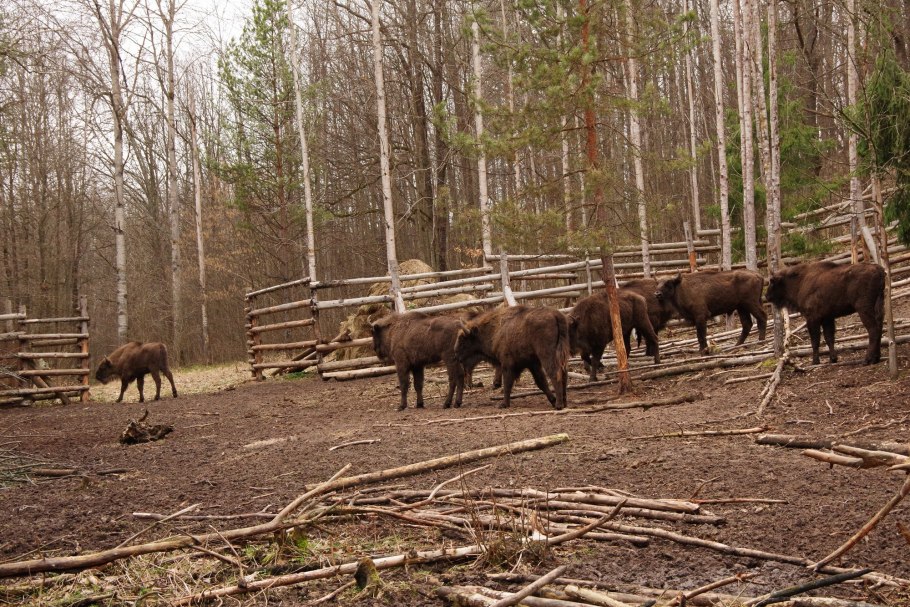 Приокско-Террасный биосферный заповедник ЗУБР