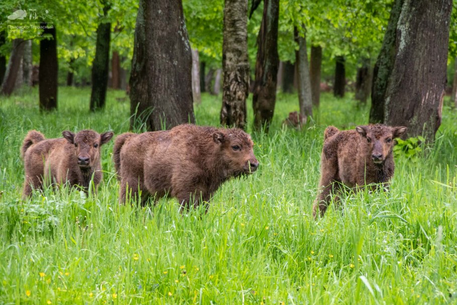 Зубровый питомник Приокско-террасного заповедника