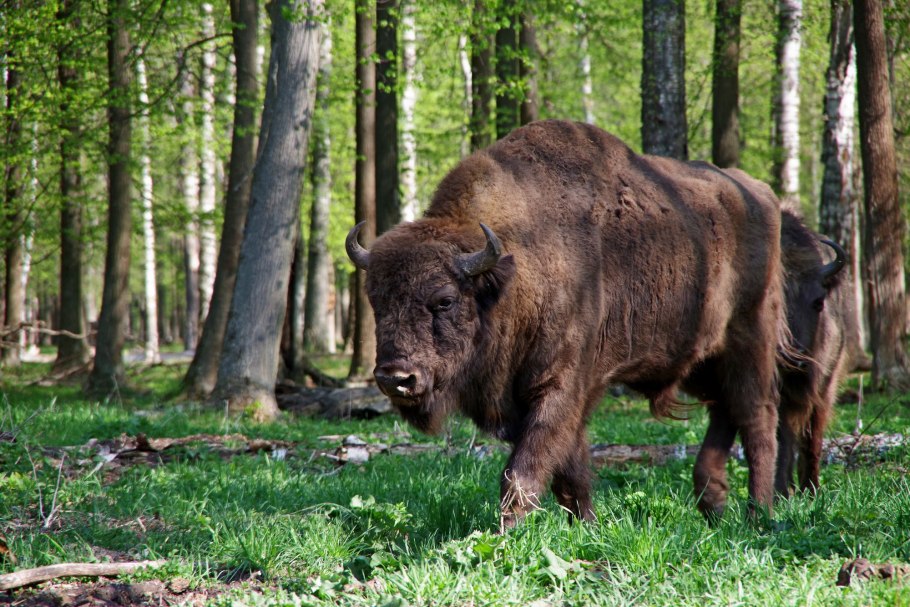 Приокский заповедник зубров