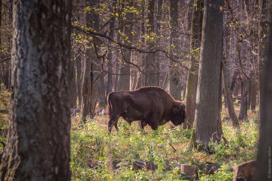 Приокско-Террасный 4
