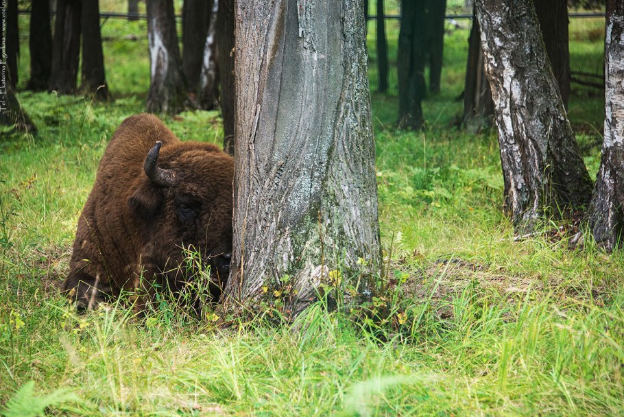 Кандалакшский Приокско Террасный кавказский