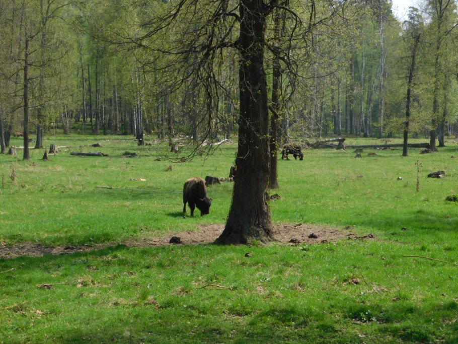 Заповедник Лосиный остров осоед