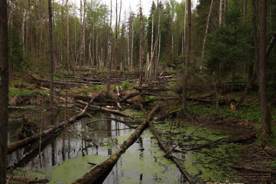 Долы Приокско-террасного заповедника