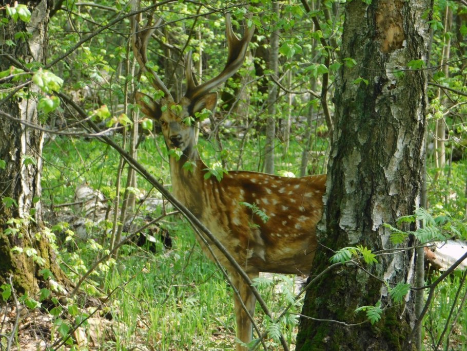 Приокско Тираспольский заповедник
