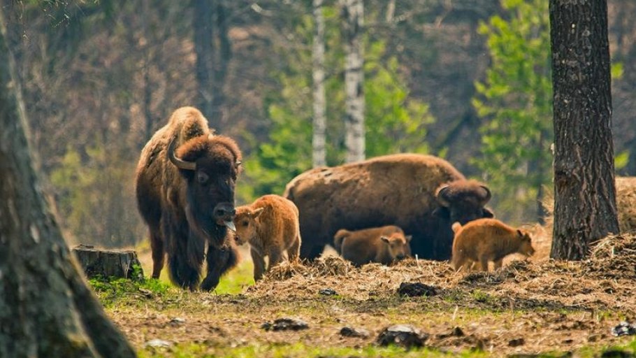Приокско-Террасный биосферный заповедник