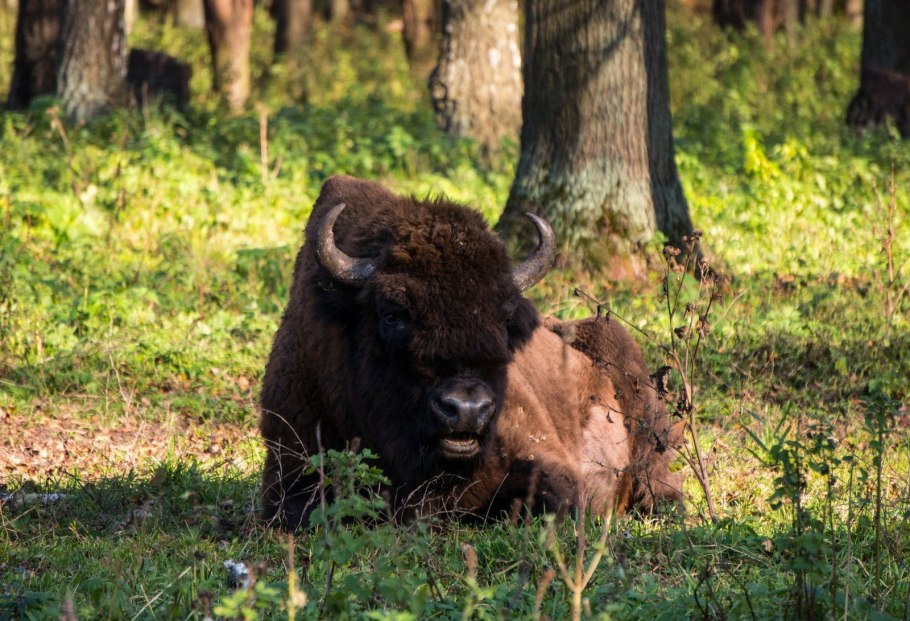 Страусиная ферма Московская область заповедник с зубрами