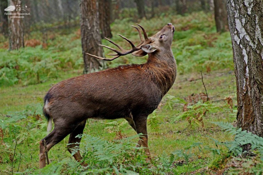Приокско-Террасный заповедник в Подмосковье