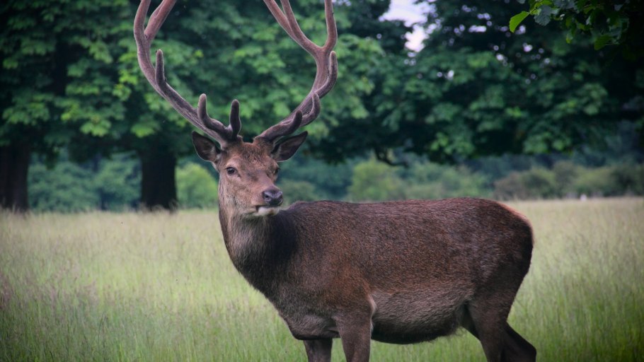 Черустинский лес заповедник