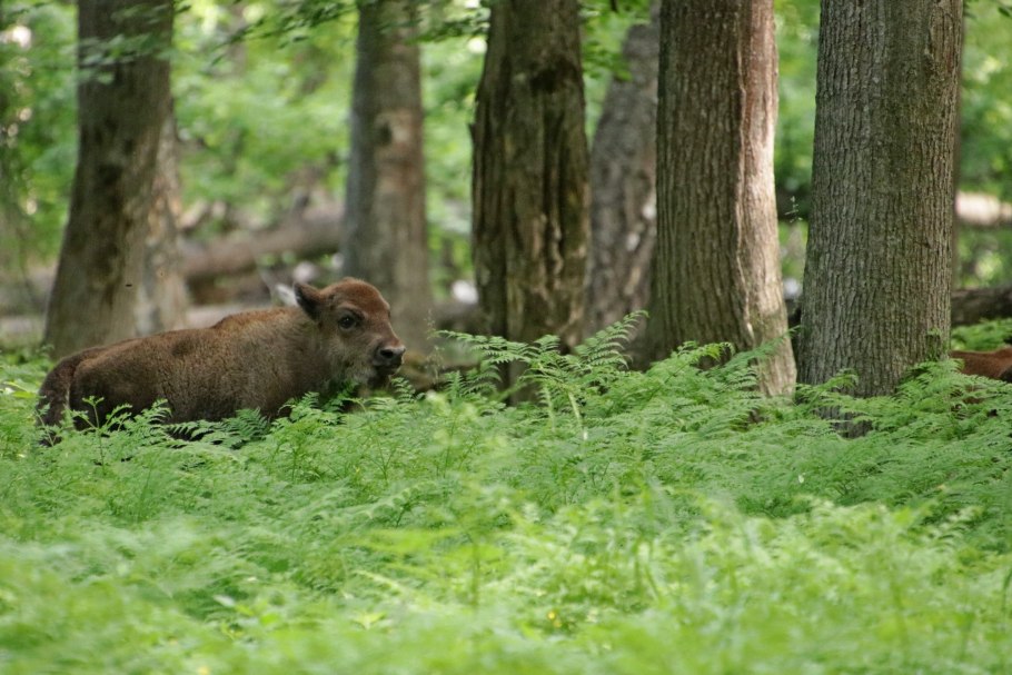 Биосферный заповедник Серпухов