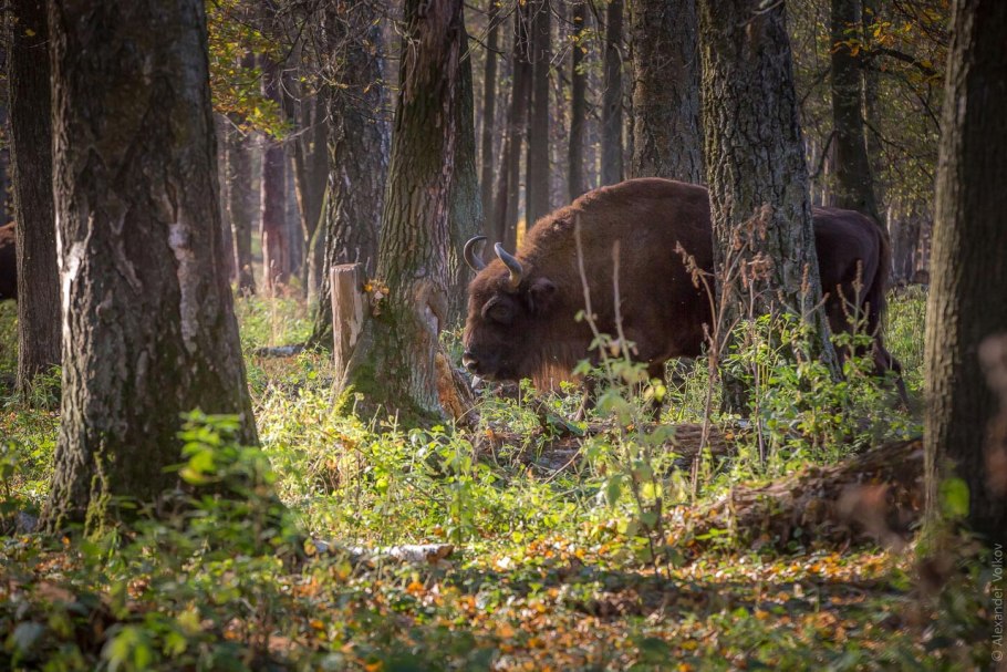 Заокском Террасный заповедник