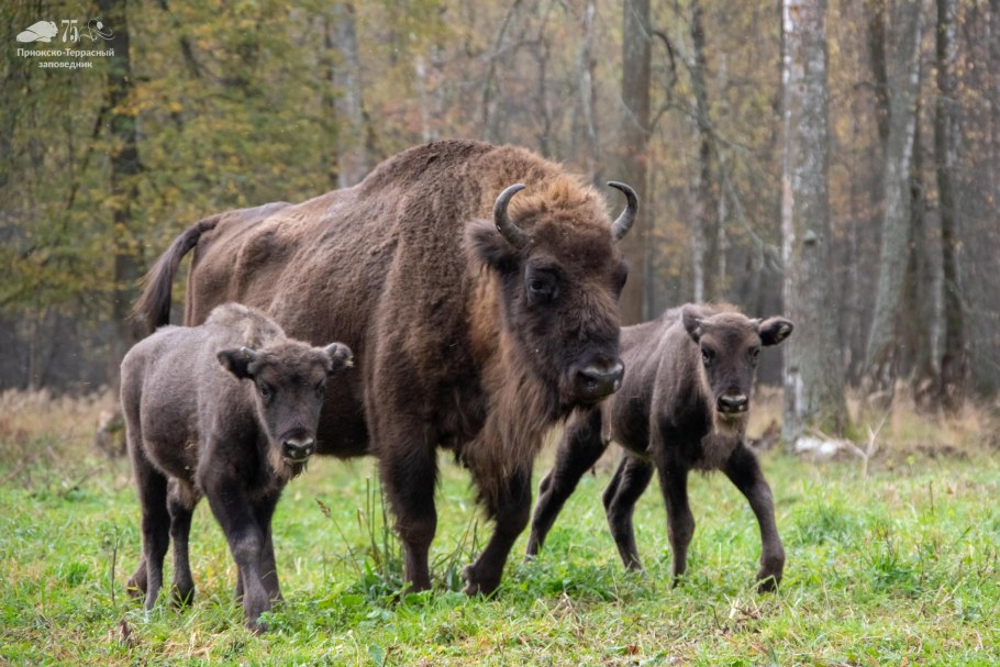Зубренок в заповеднике