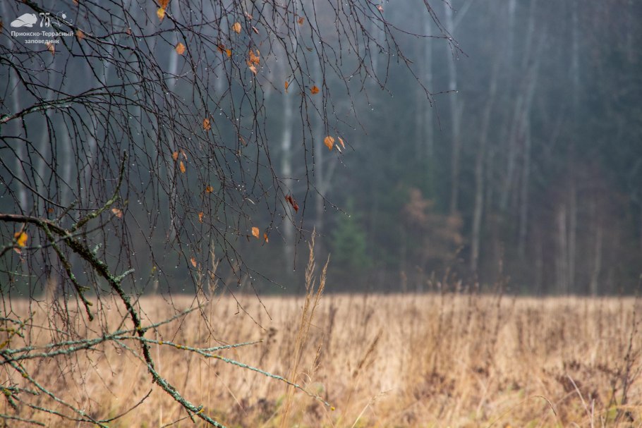 Зубры в Подмосковье заповедник Серпухов
