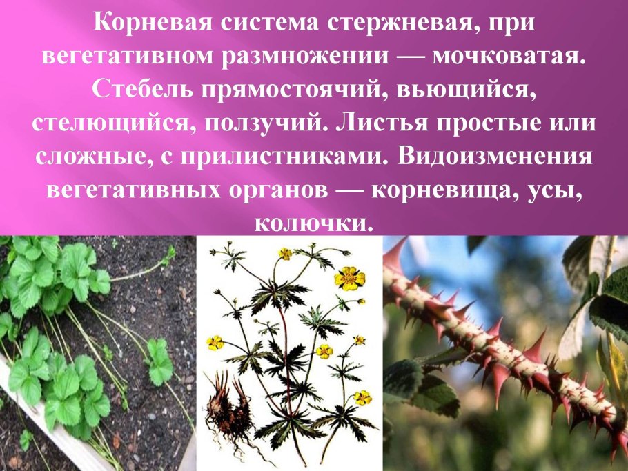 Вегетативное размножение розоцветных