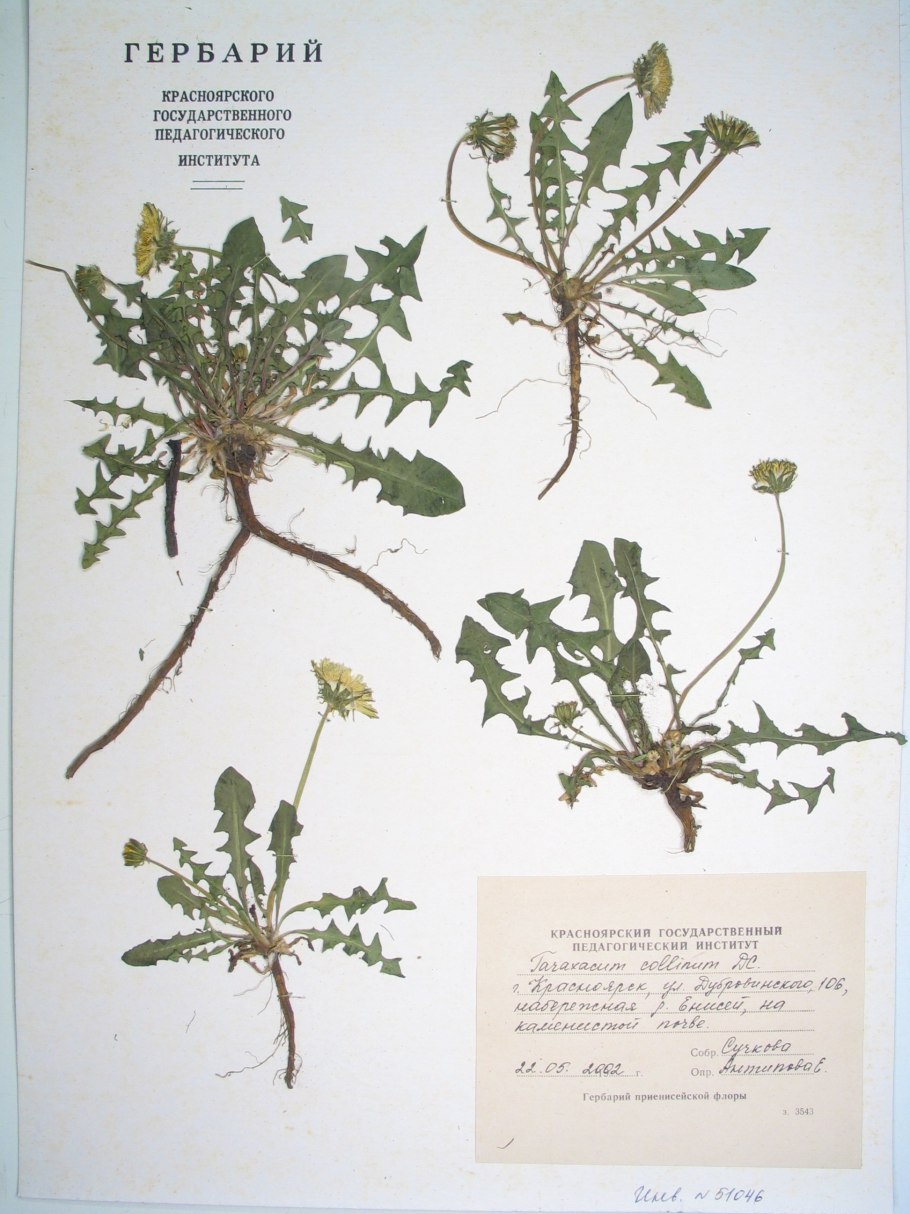 Гравилат Урбанум