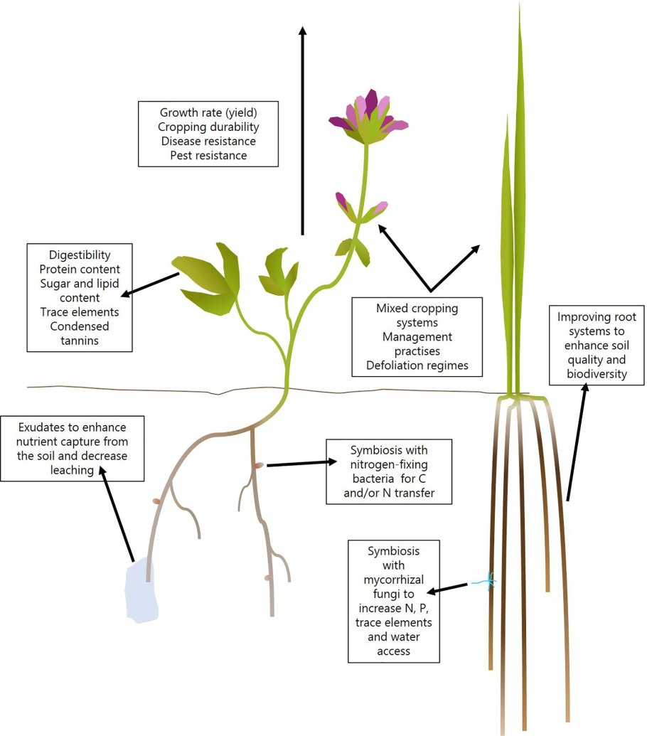 Формула цветка ч5л5т