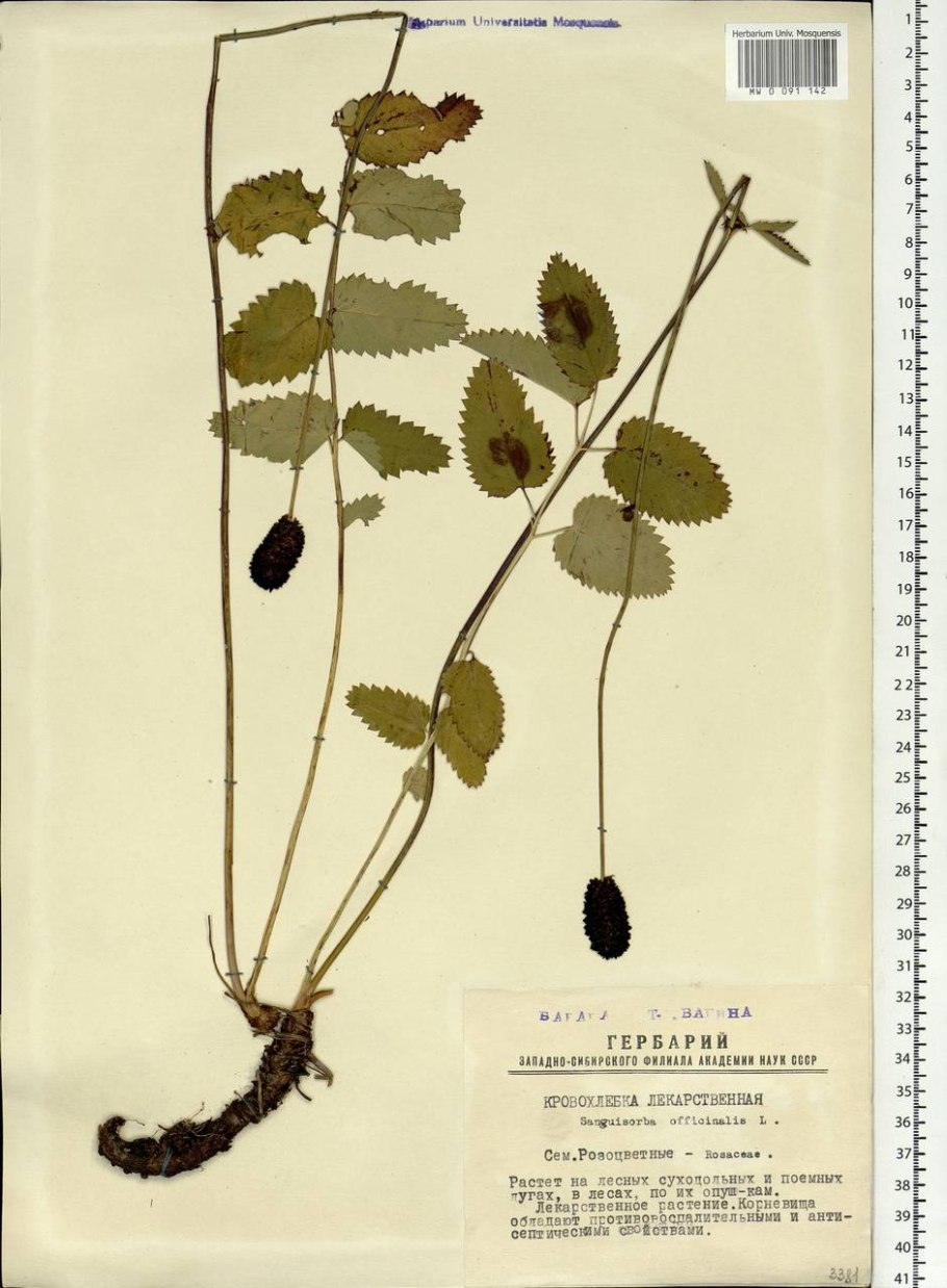 Розоцветные шиповник обыкновенный