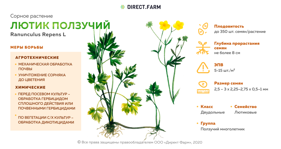 Типы корней и корневых систем растений таблица