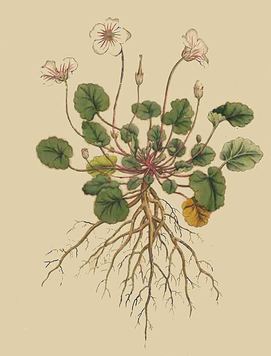 Литография ботаника