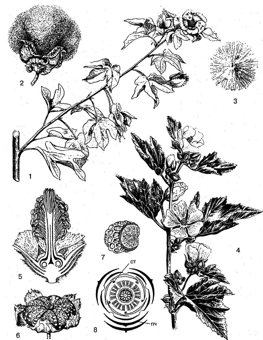 Корневая герань