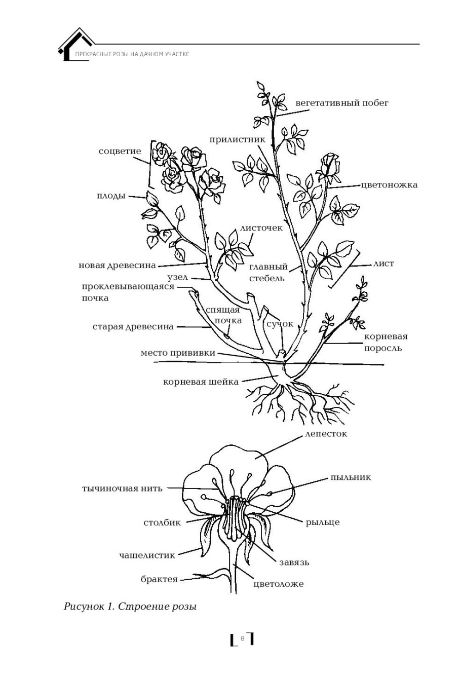 Шиповник собачий Фармакогнозия
