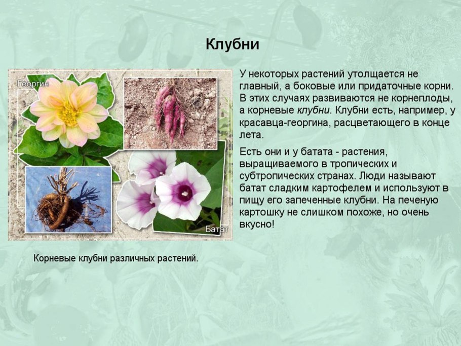 Строение куста земляники садовой