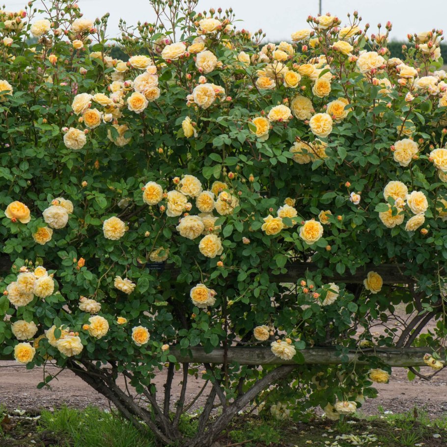 Роза Парковая Тизинг Джорджия