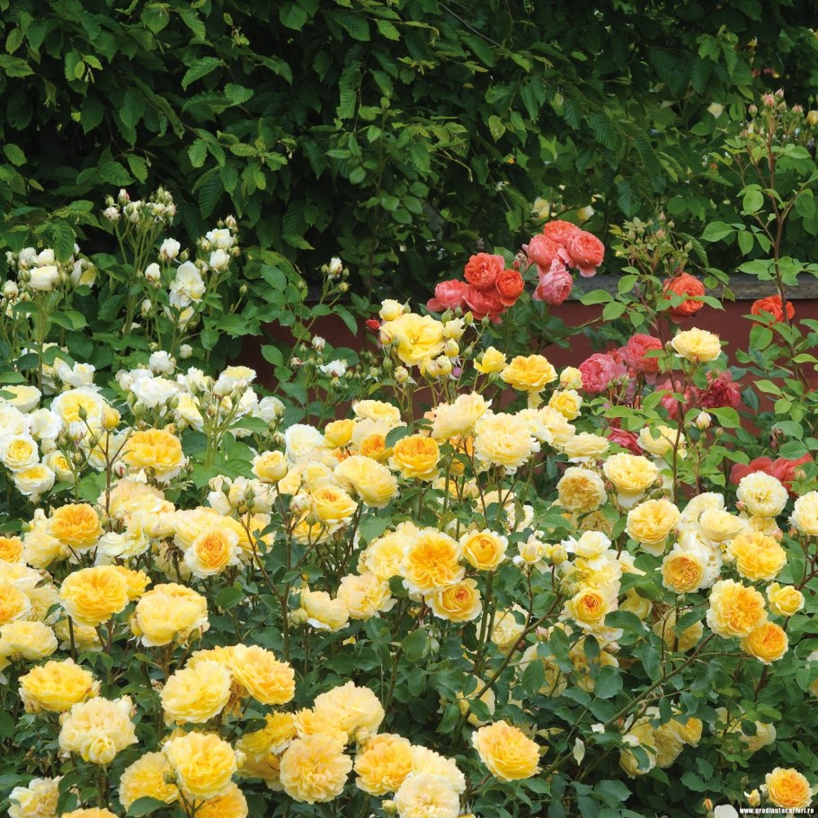 Желтые розы Остина