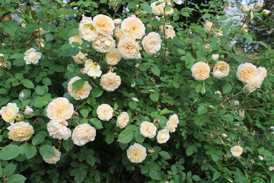 Роза Парковая Тизинг Джорджия