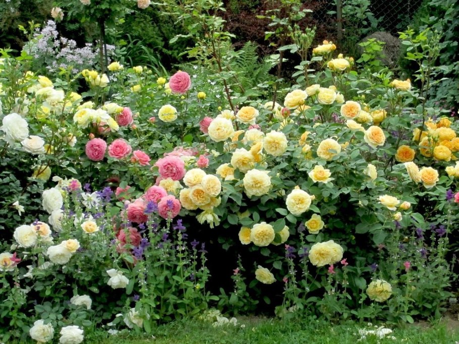 Роза Тизинг Джорджия Остин