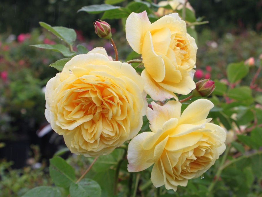 Роза Дэвида Остина Тизинг Джорджия