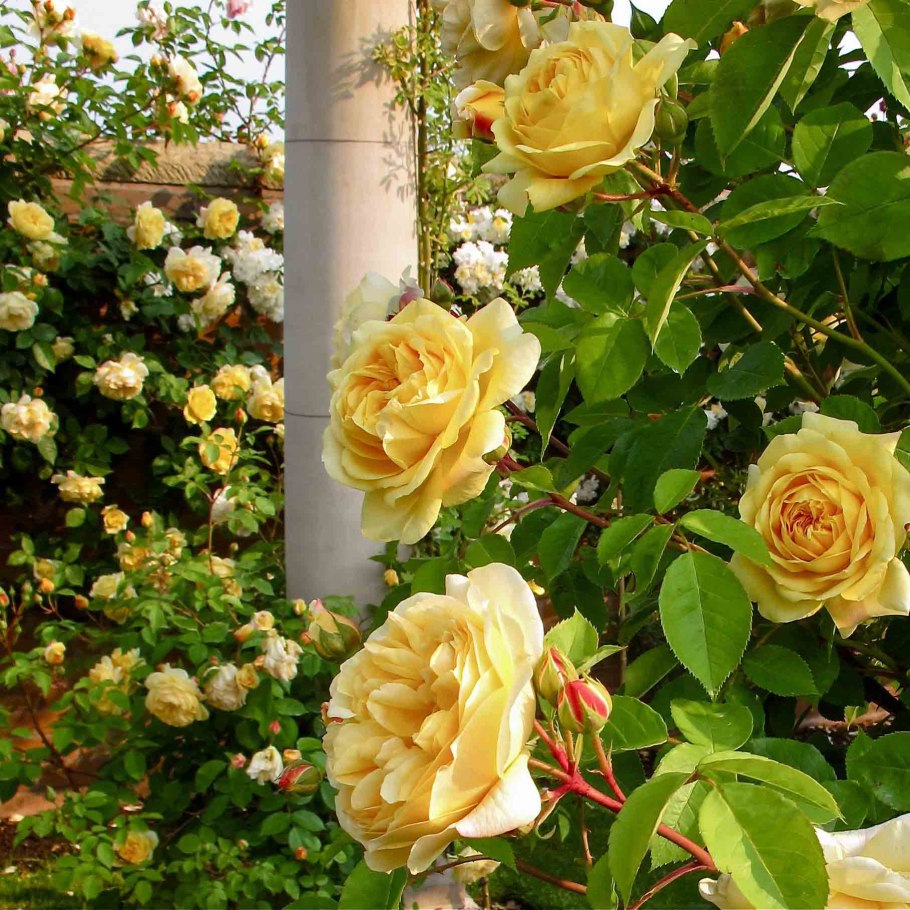 Чарльз Дарвин роза Остин