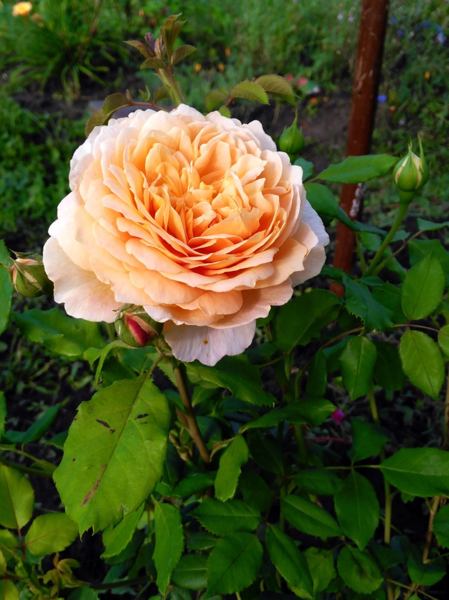 Тизинг Джорджия